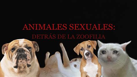 zoofilia porno|Tube de zoofilia de alta calidad: vídeos porno zoofílicos añadidos。